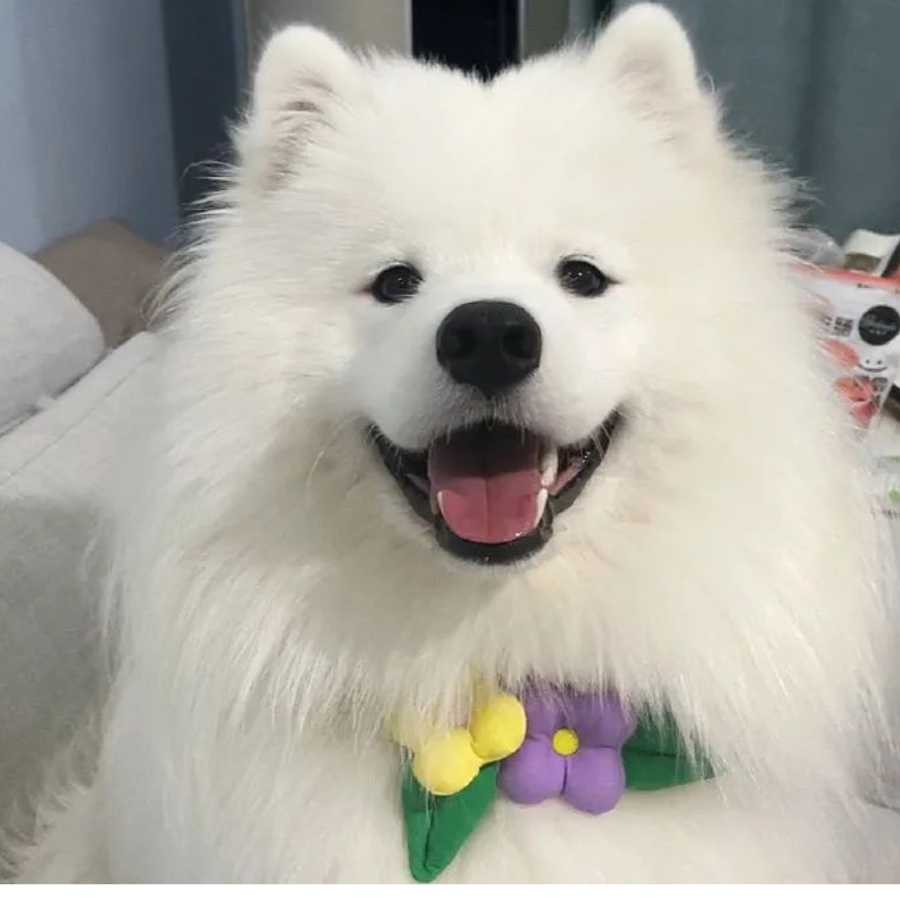 嗝儿~