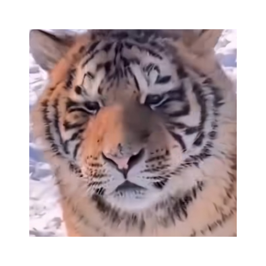 羊毛卷