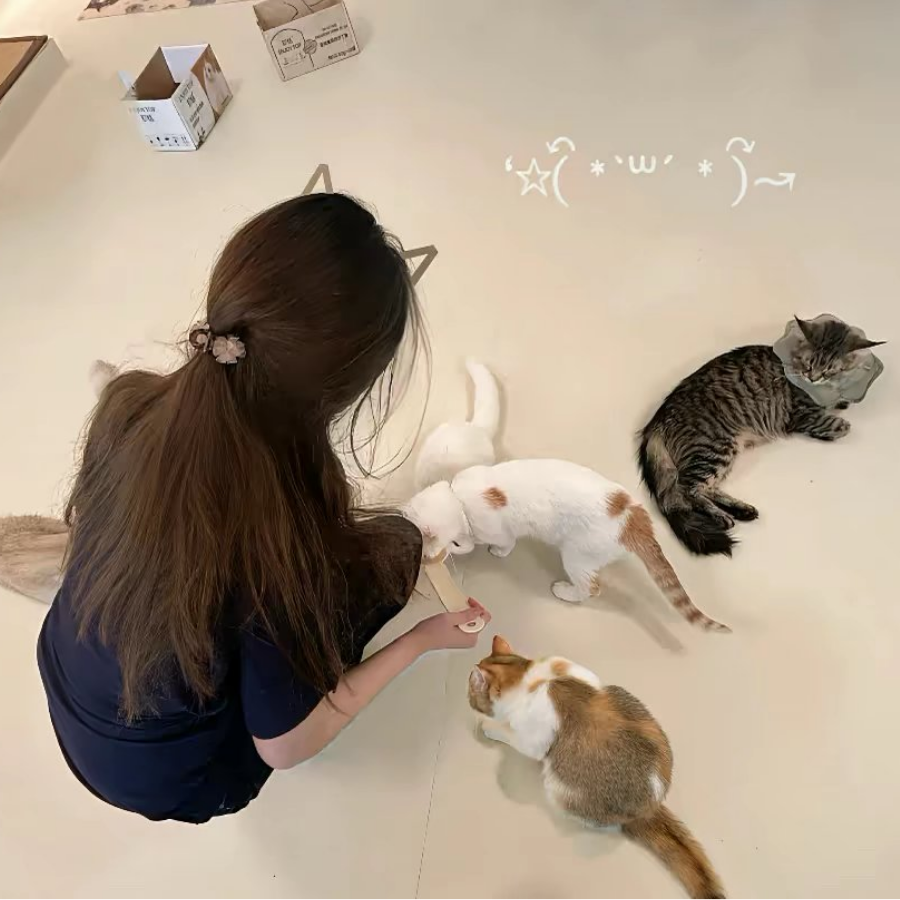 家猫
