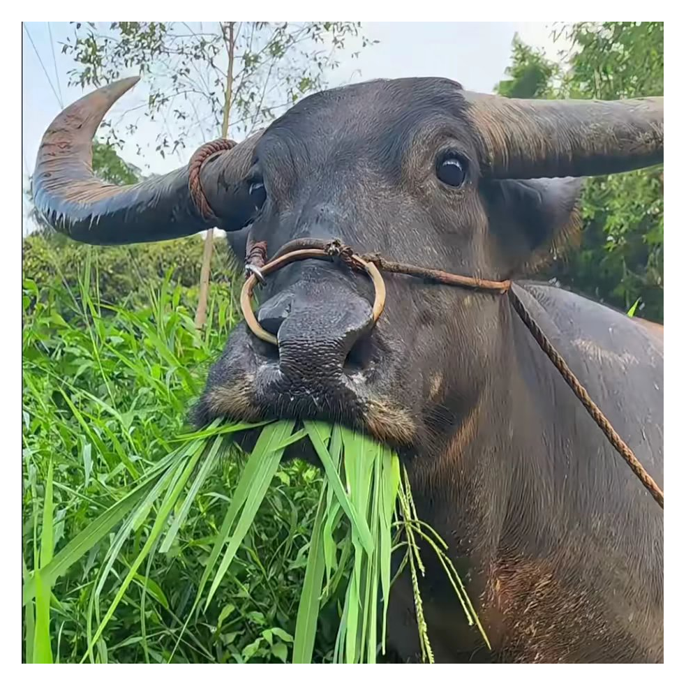 哈拉少
