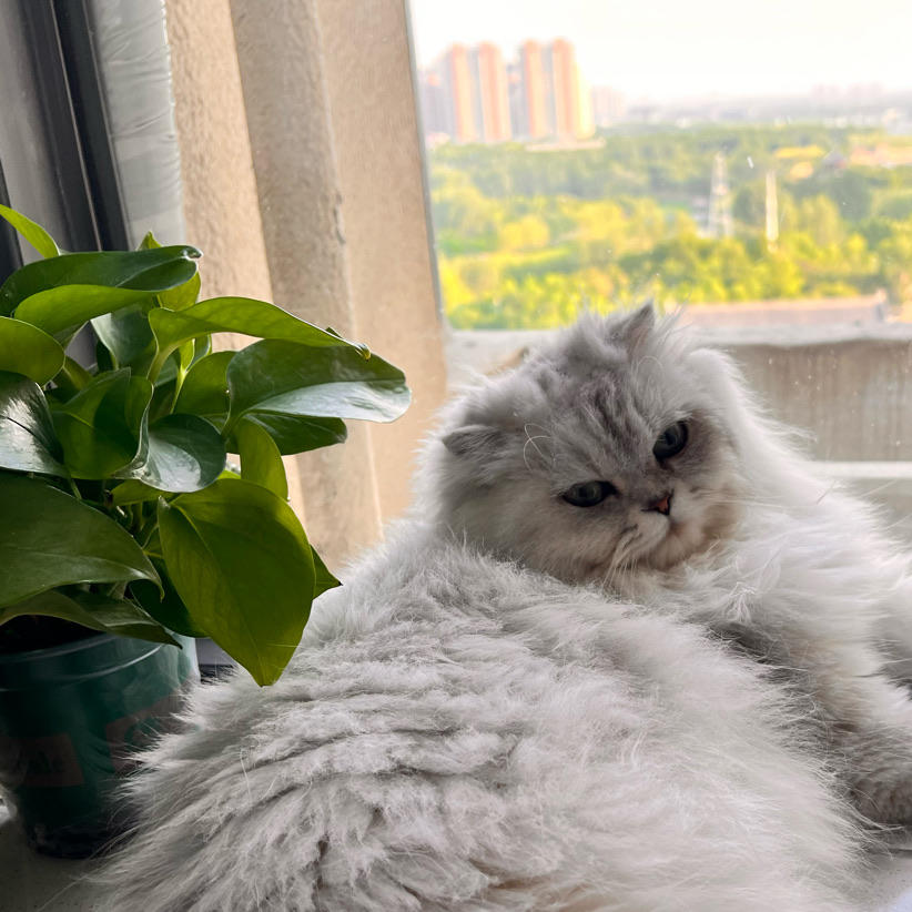猫猫吾六柒