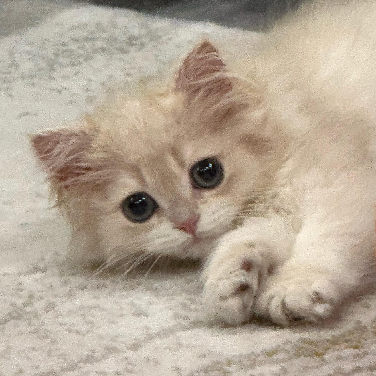 小哦大