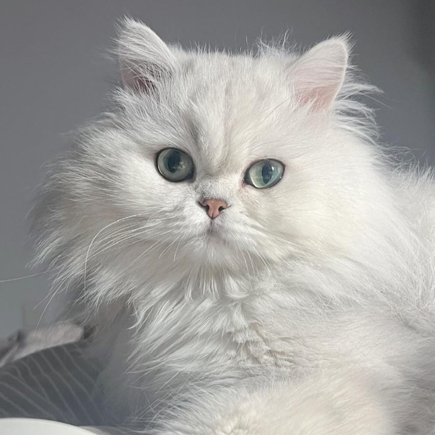 网瘾少女郭德纲