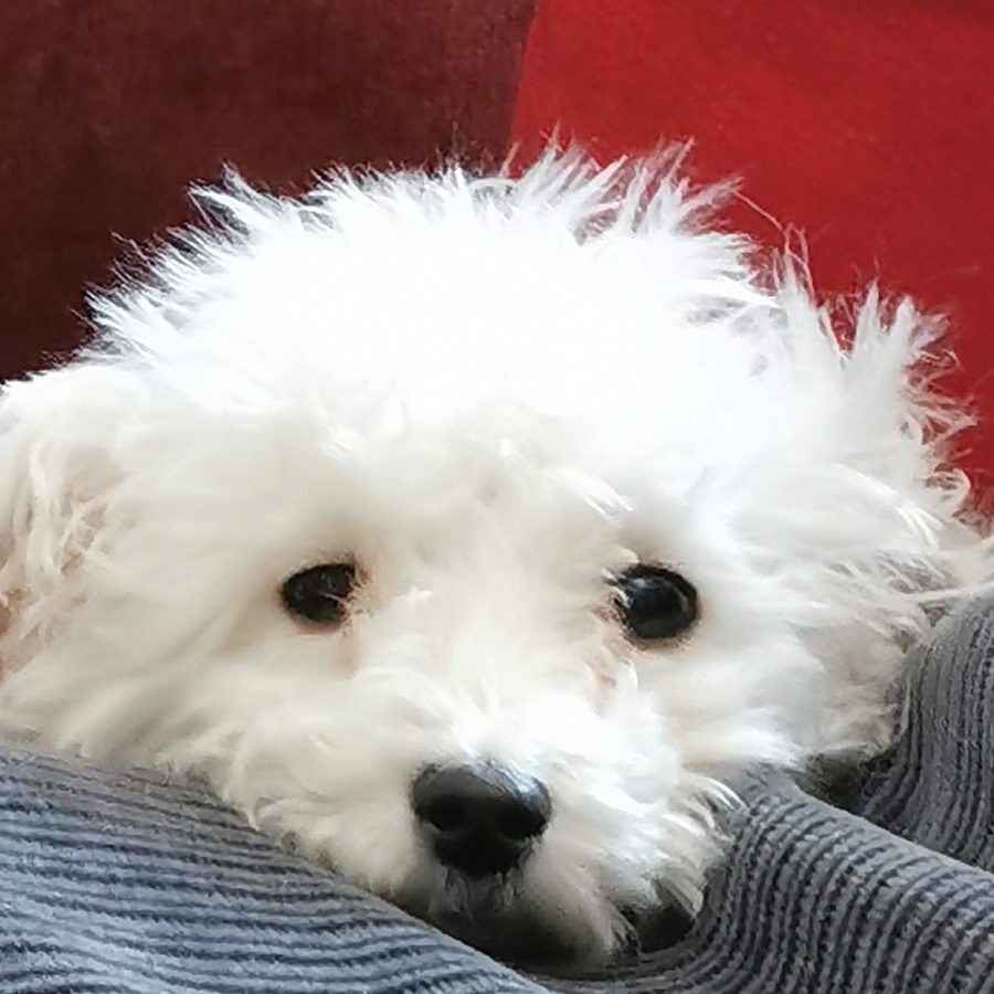 Kikko