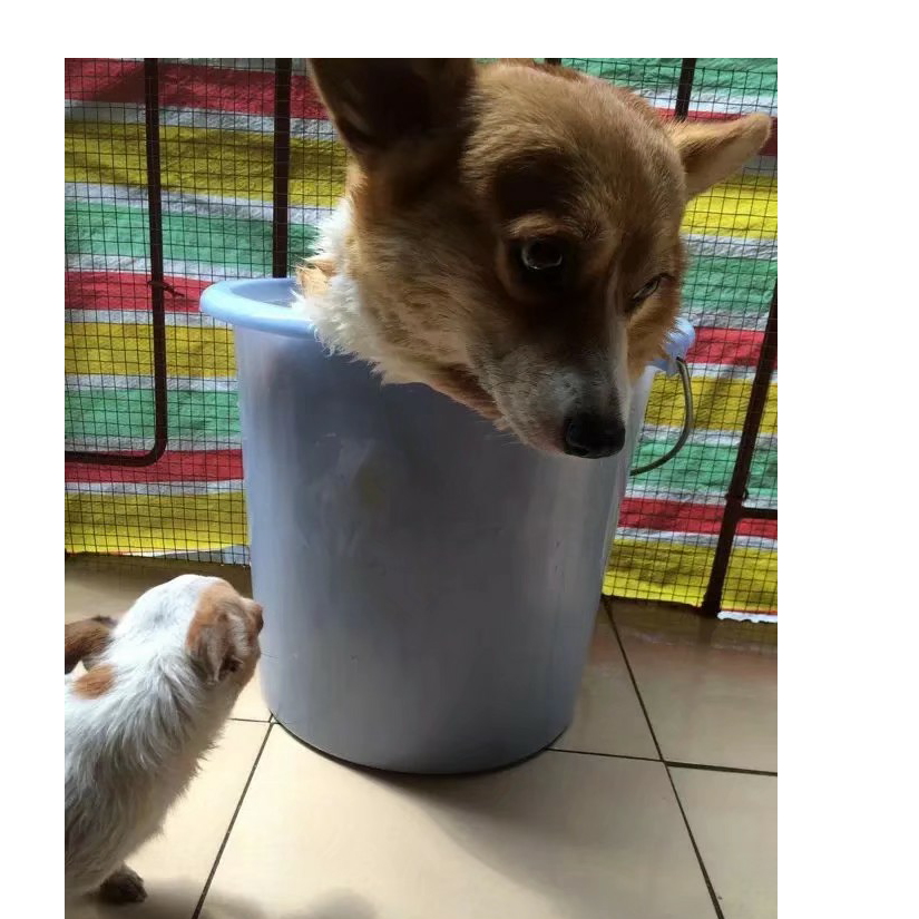 火鸡科学家