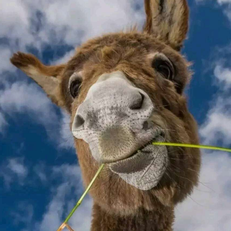 一头有梦想的驴