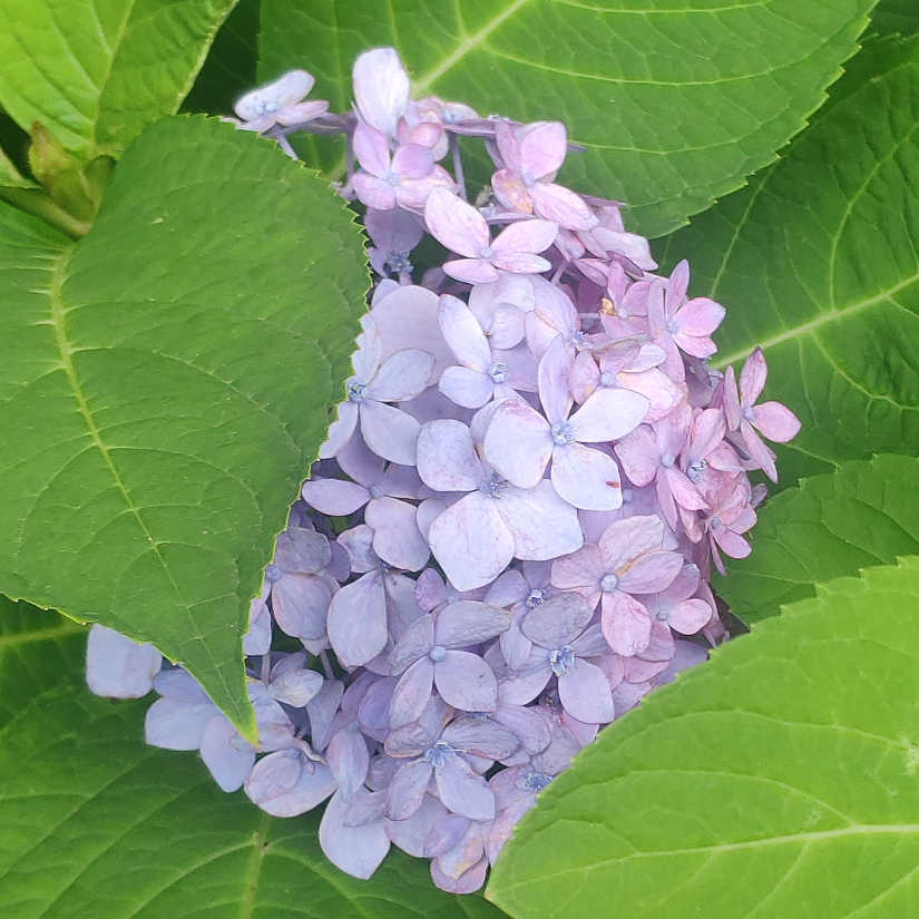 陈