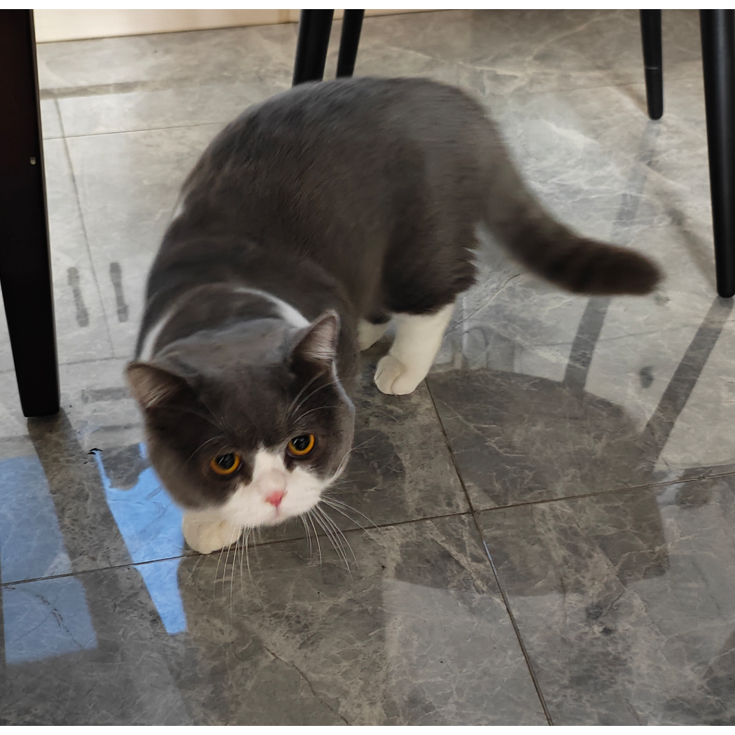 神魔的猫