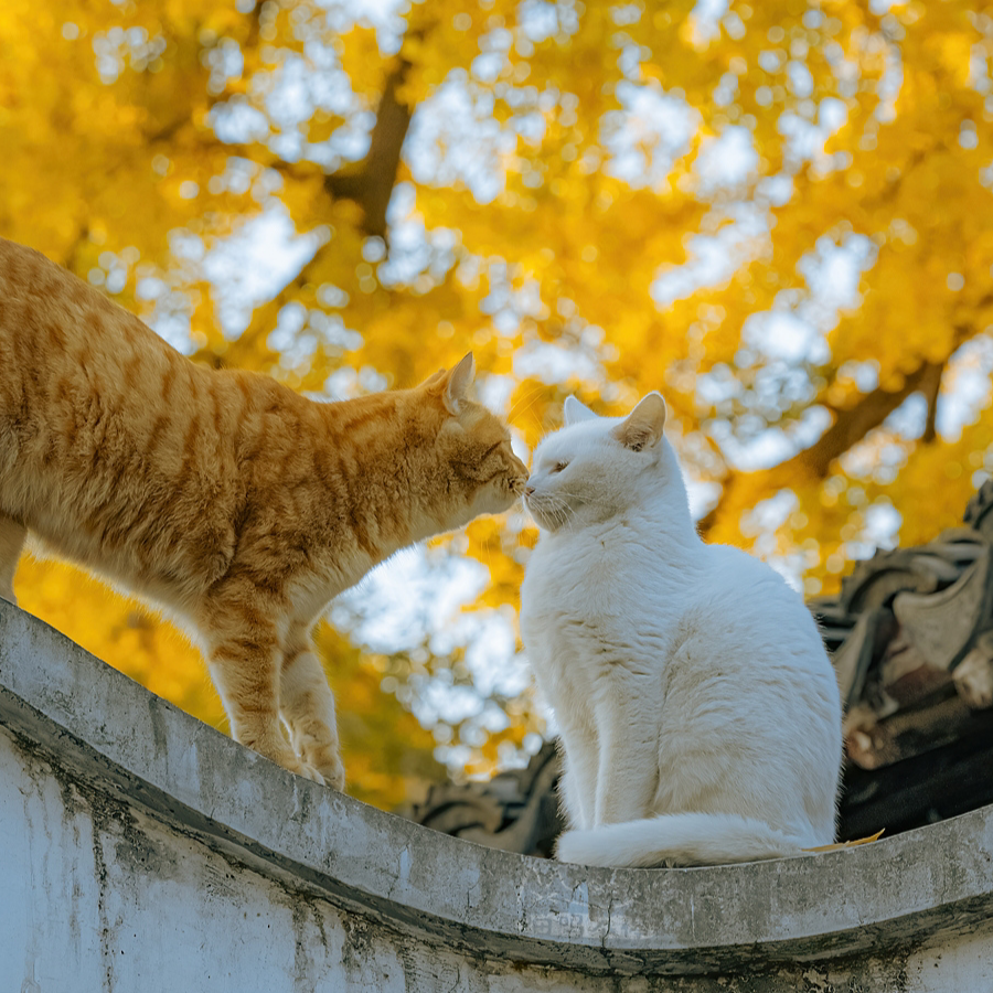 ฅ ฅ我的爪爪