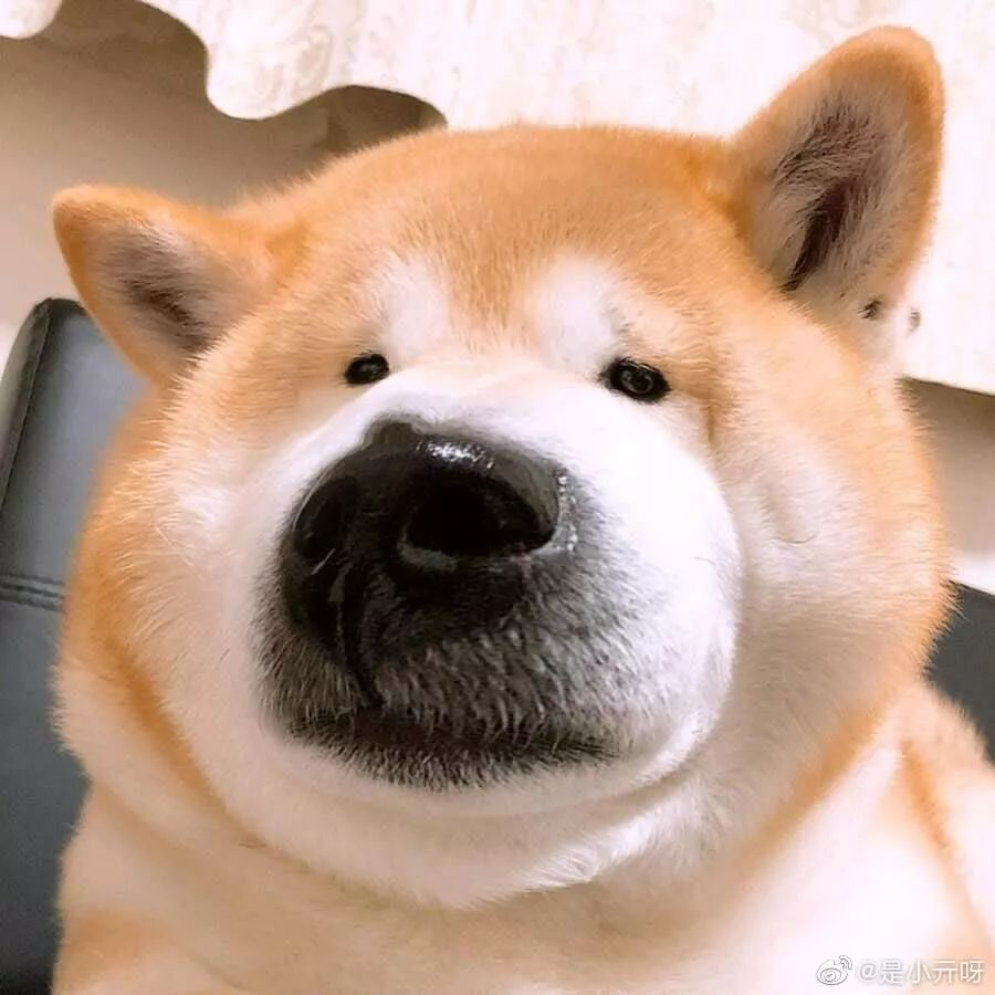 吃饭不吃西红柿