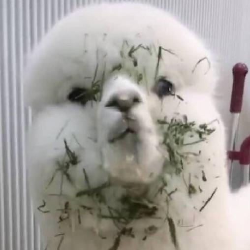 火神龙虾
