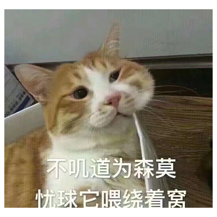 猫不高兴