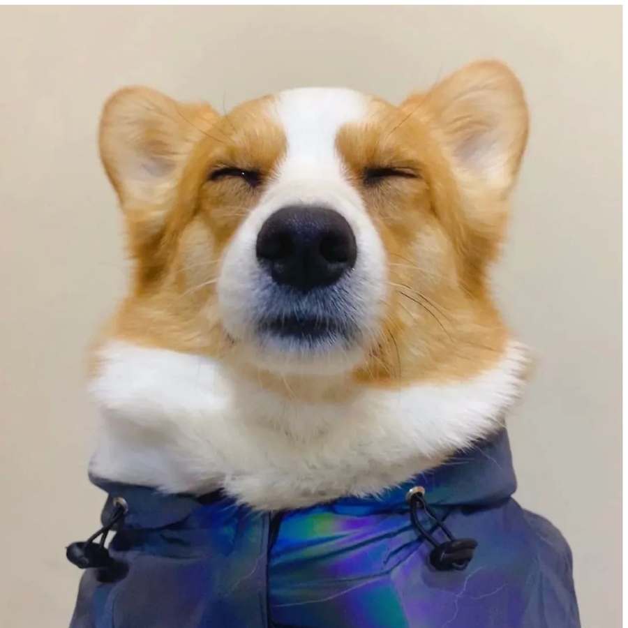 路过的狐fu狸