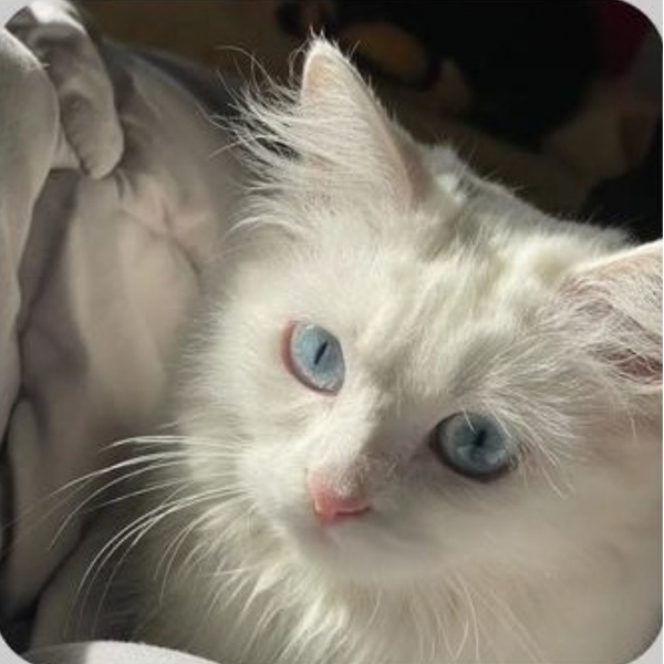 Mr猫猫le
