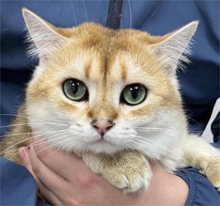 欧的猫