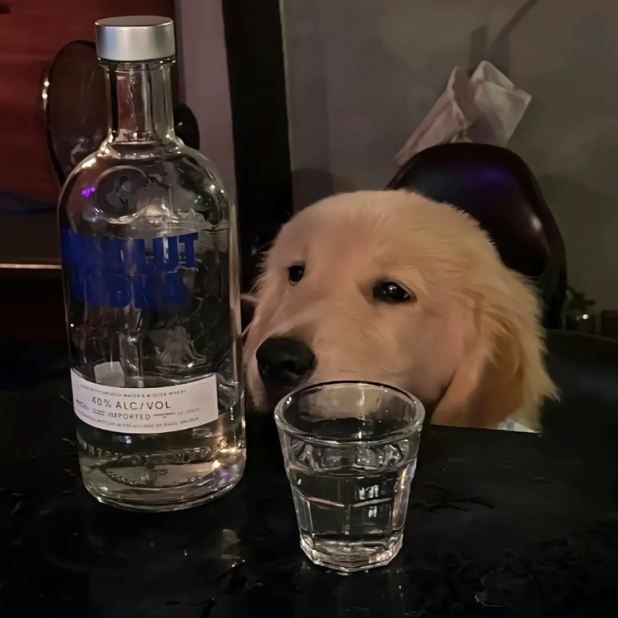 不做梵高