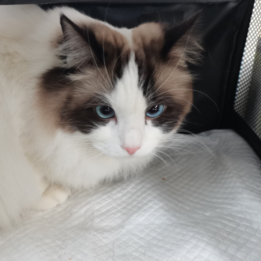 野狼