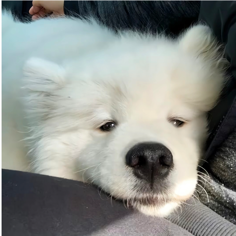 阿奇