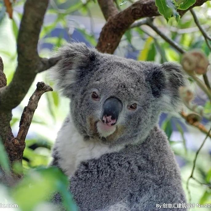 小考拉🐨