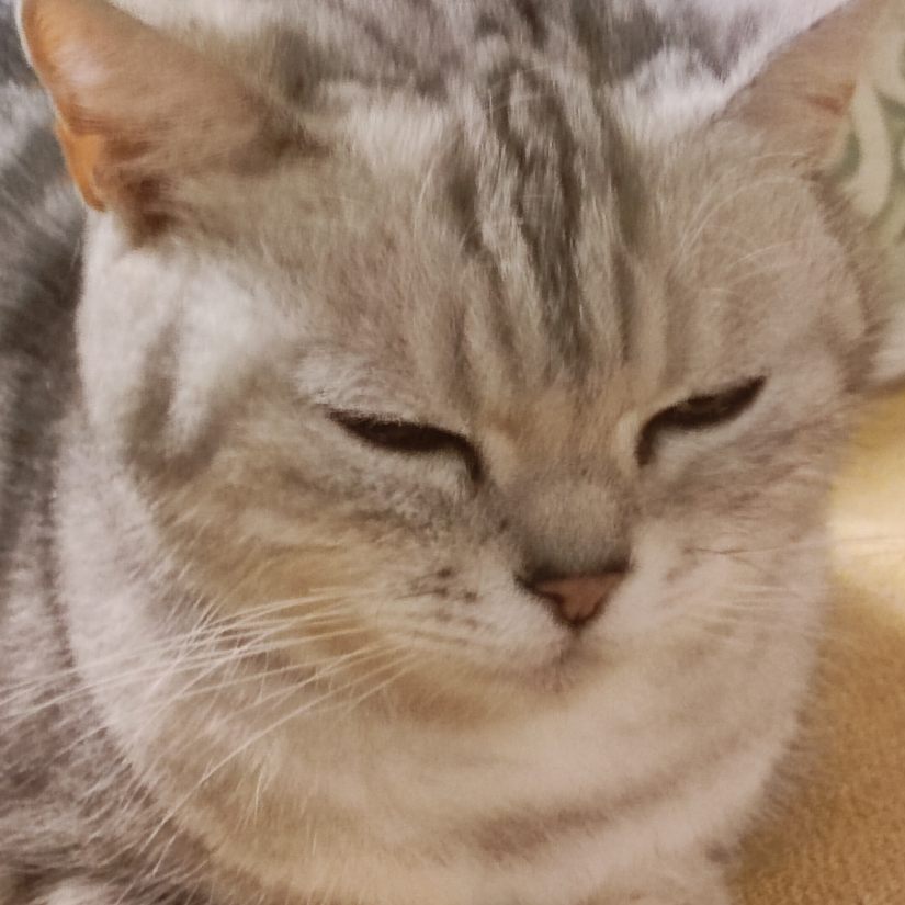 皓鹄