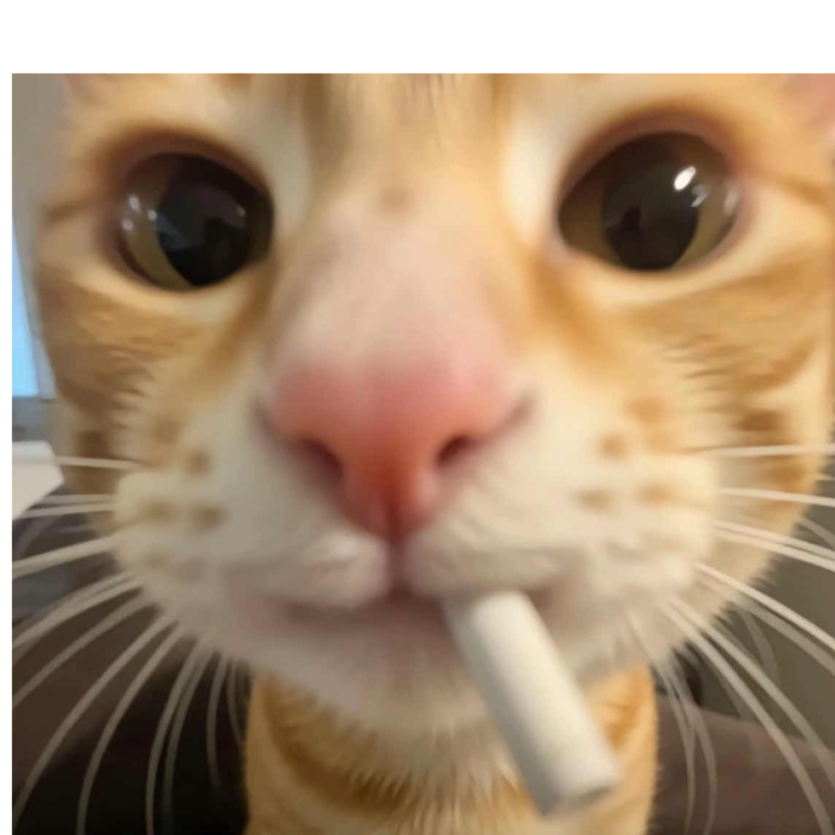 王不留行