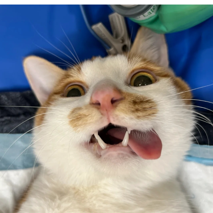 艾桃