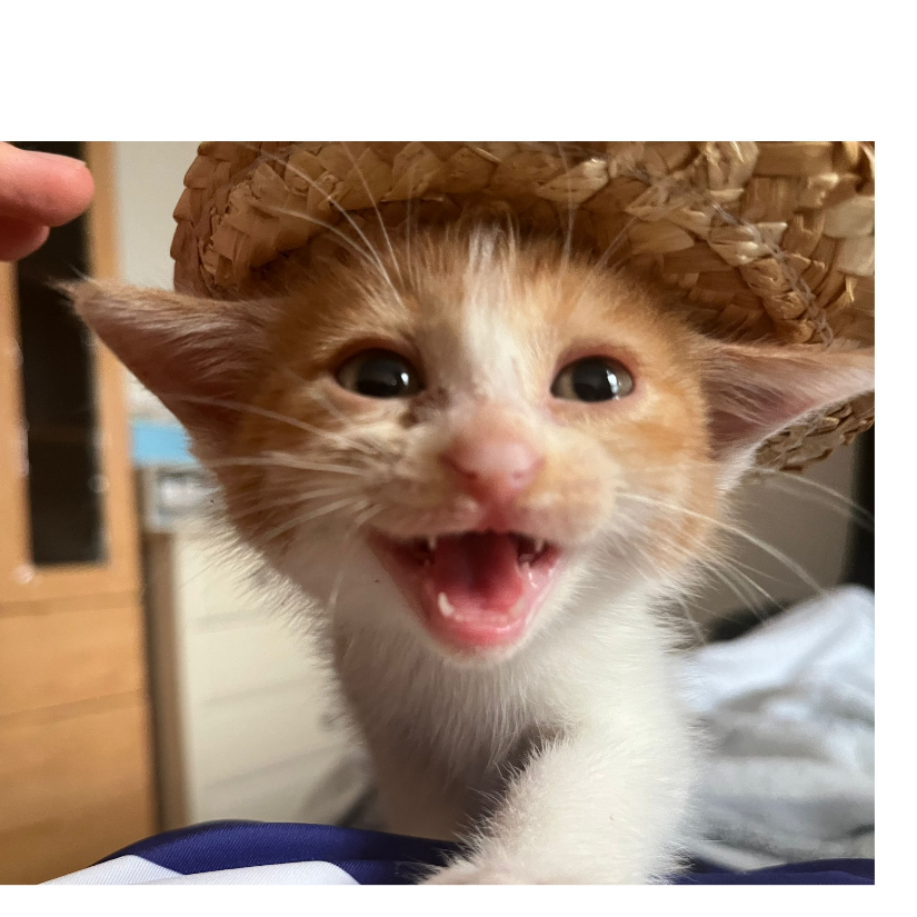 小猫欢欢