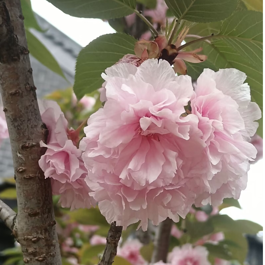 岁月静好