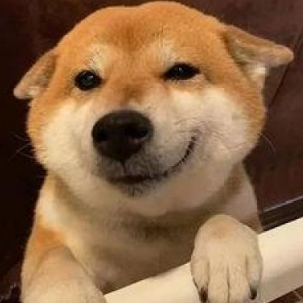 柴犬不吃狗肉