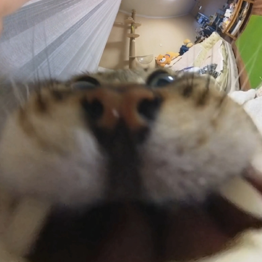 阿獠獠