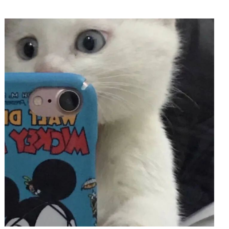 茶茶