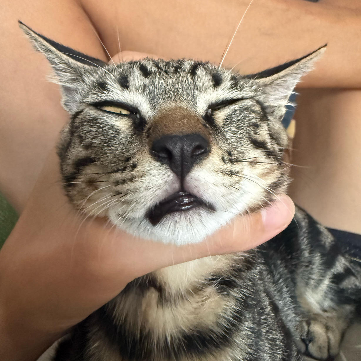 丧智狸