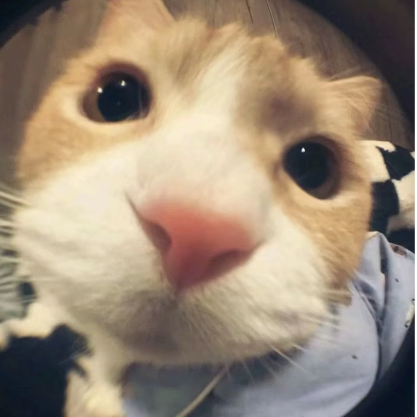 i小猫