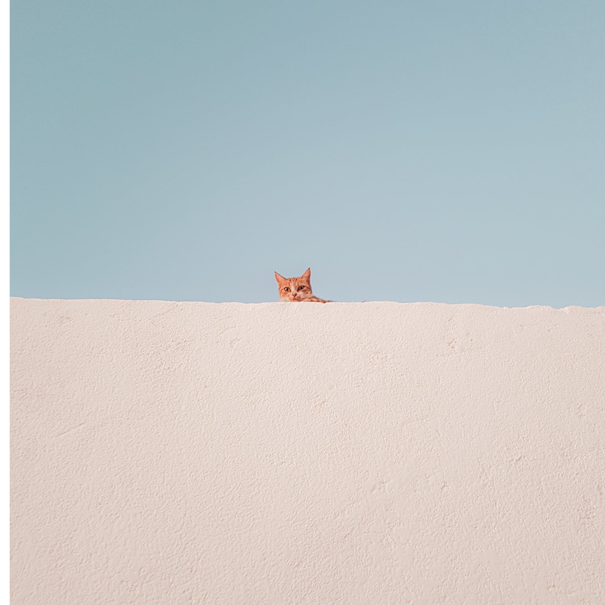 猛鱼子