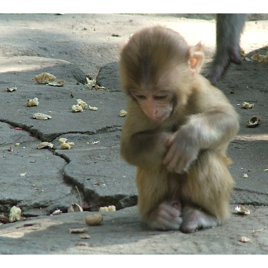 Hanuman