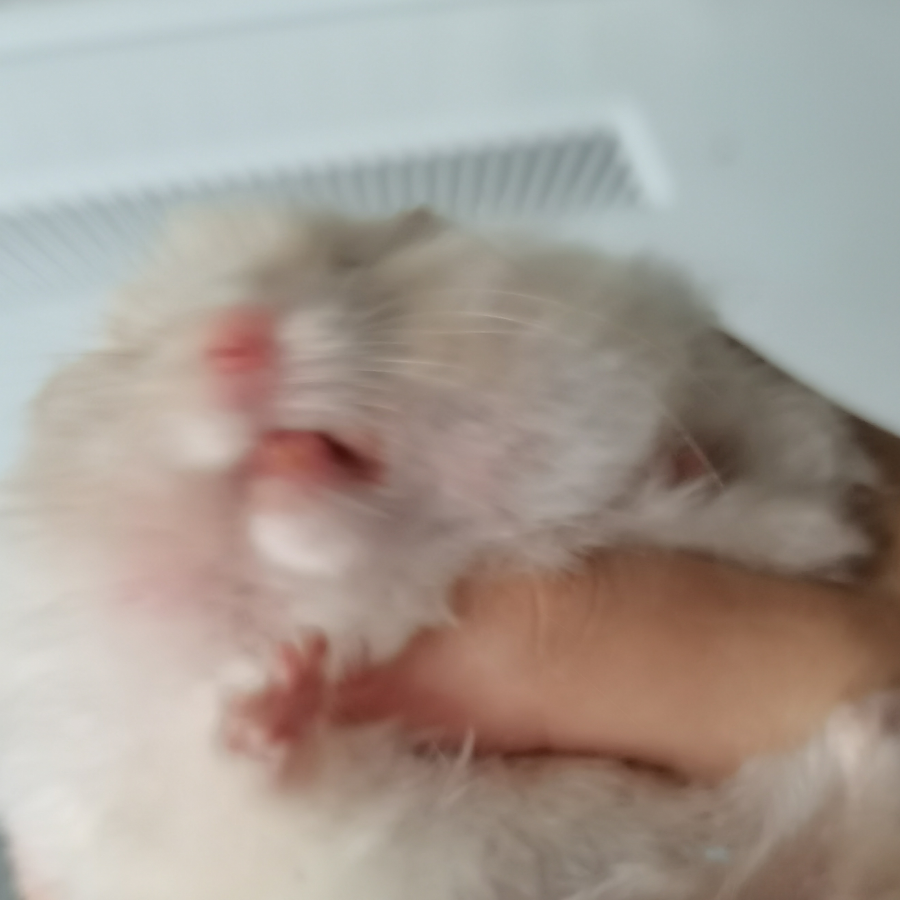 初融