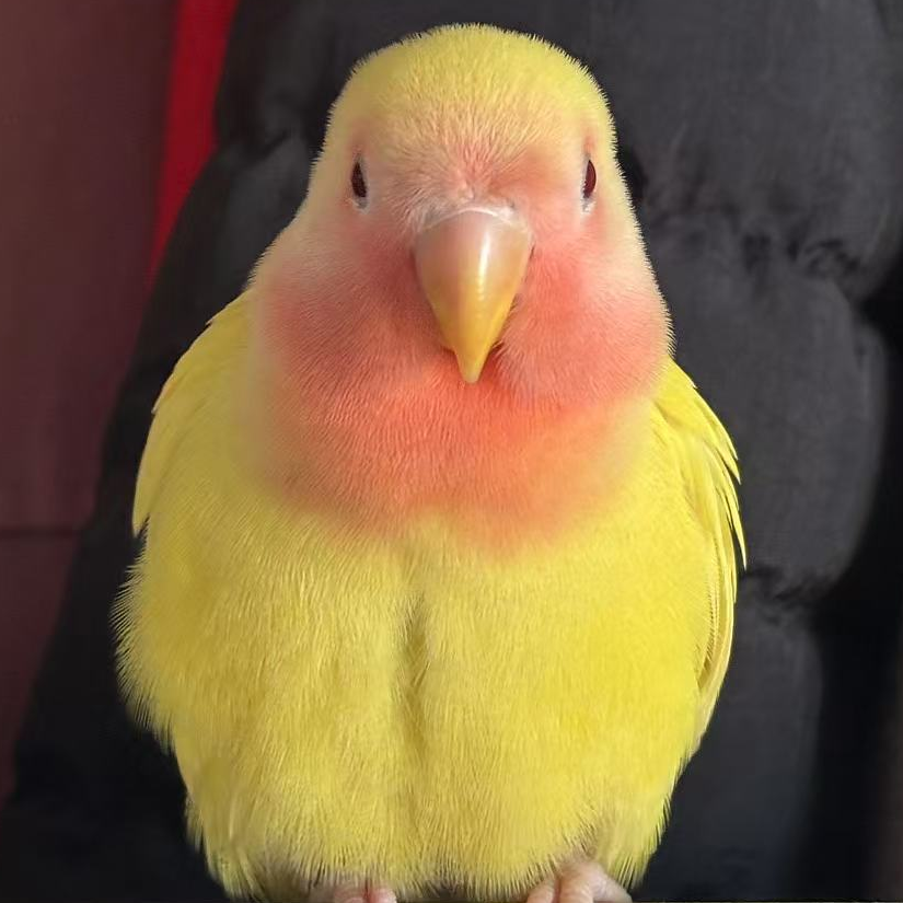 如生