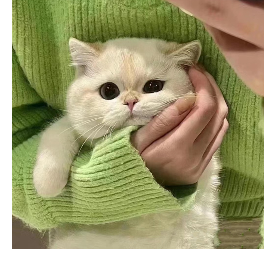 枝枝