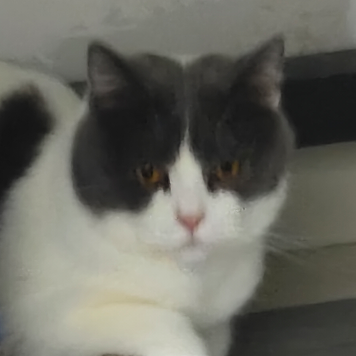 猪咪小白