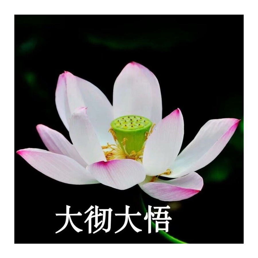 亲一口蔷薇