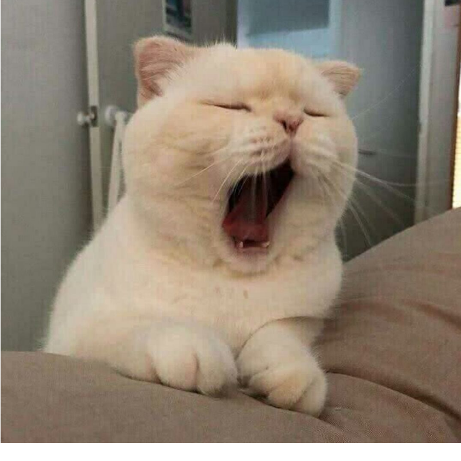 小猫汪汪汪