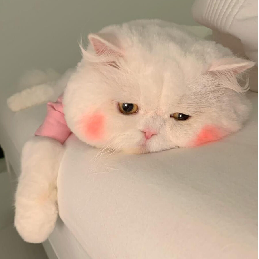 suki