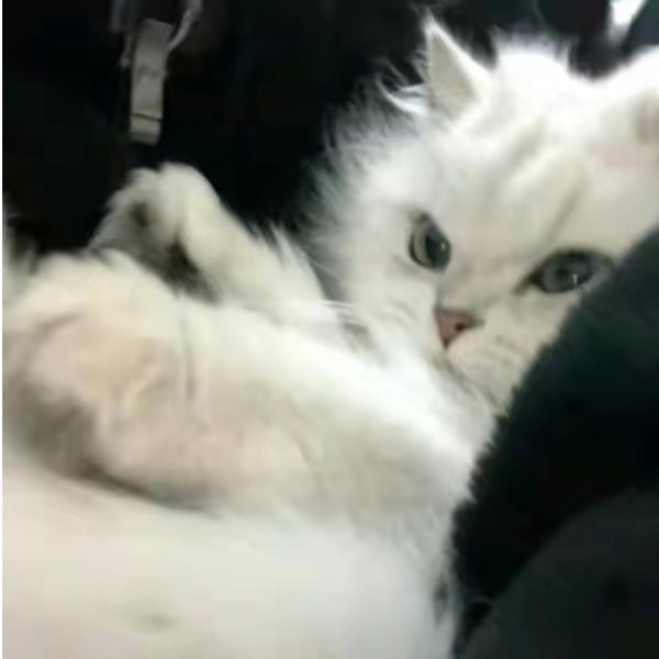 怹