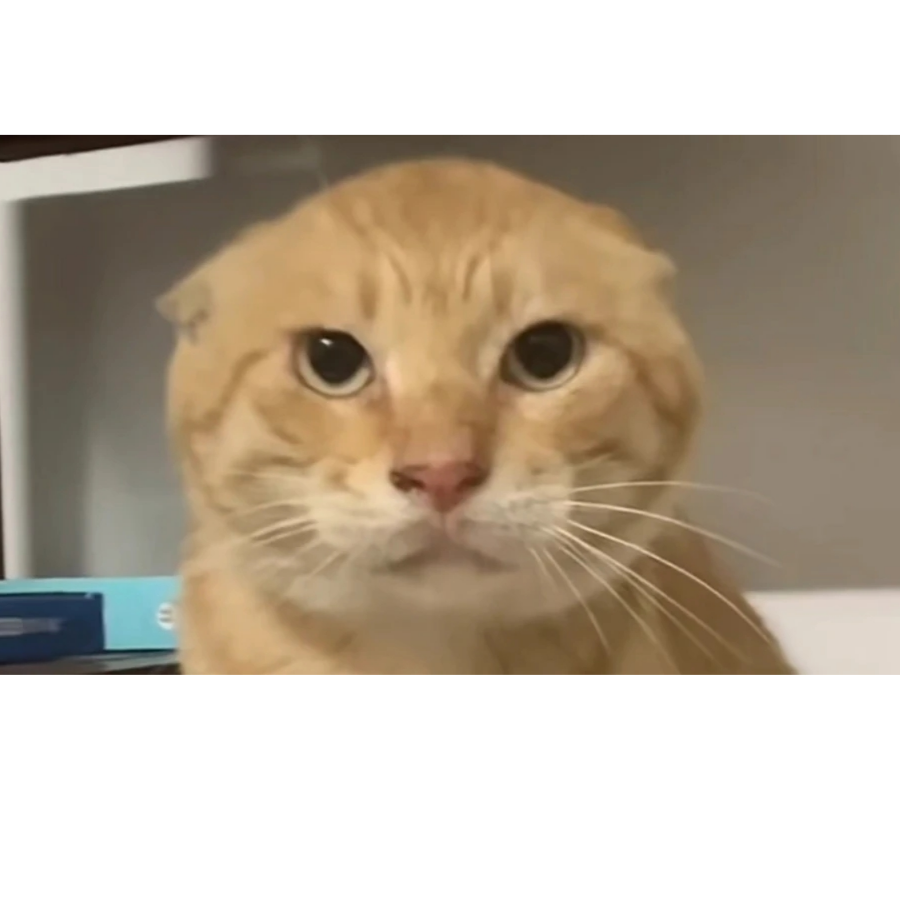 咪嗷猫