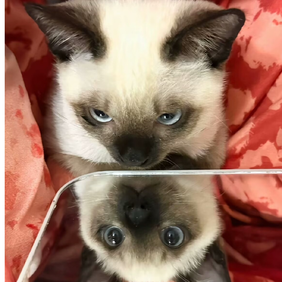 宫翎