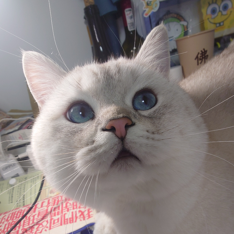 哈 里