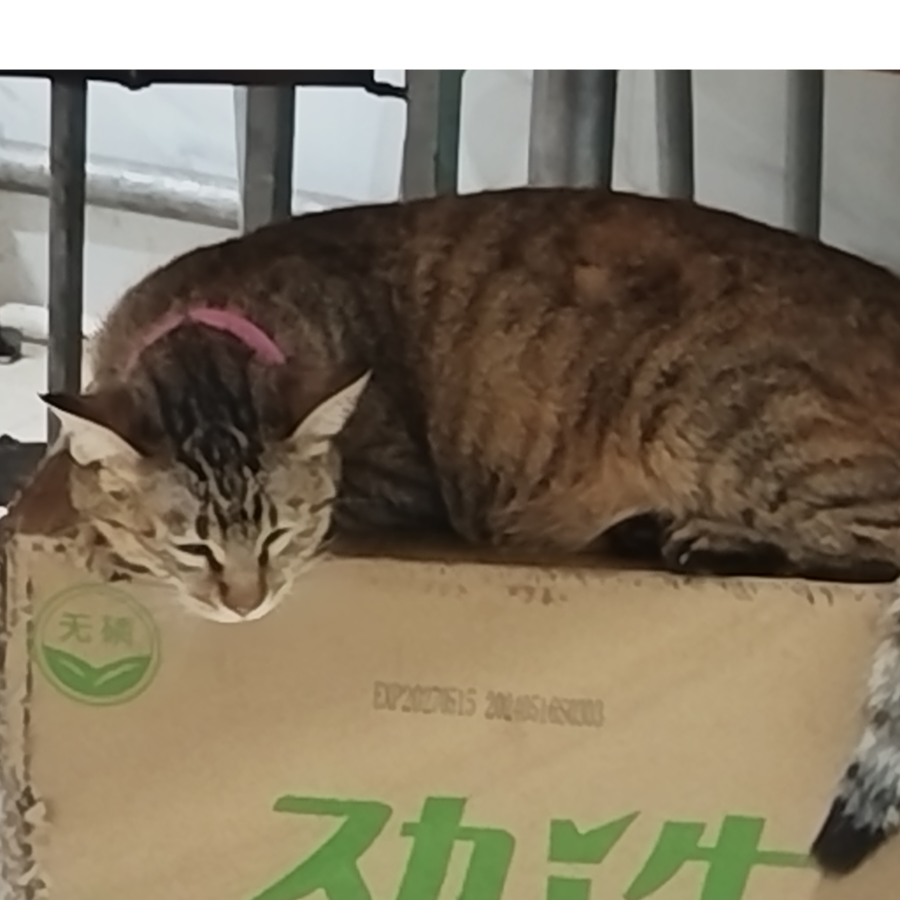 爷の猛虎硬扒山