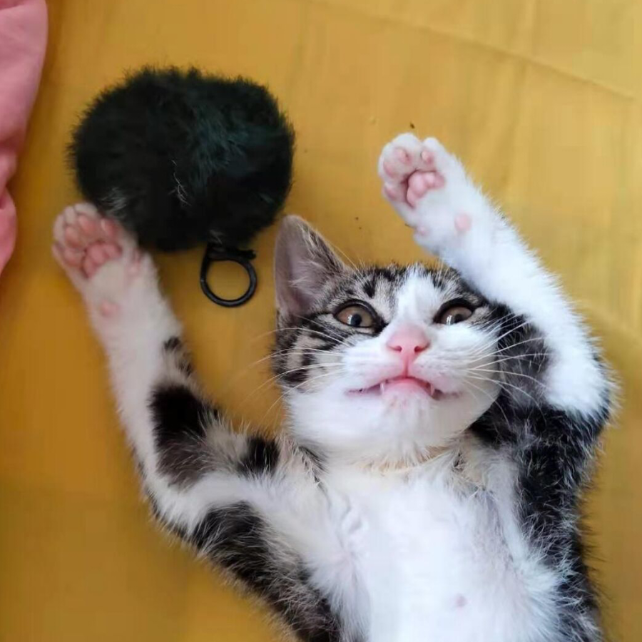 几丈青丝量风月