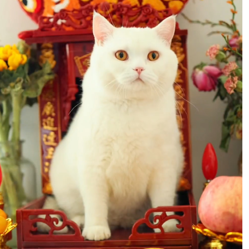 喵呜咪呜喵哇