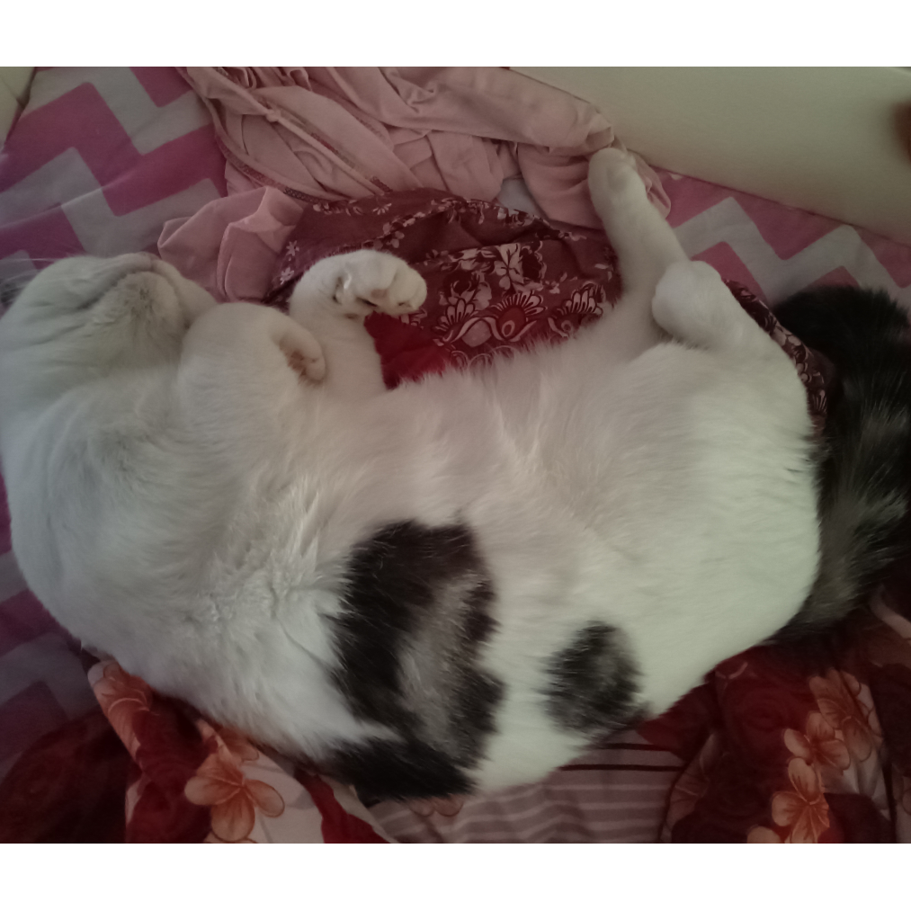 我爱猫咪